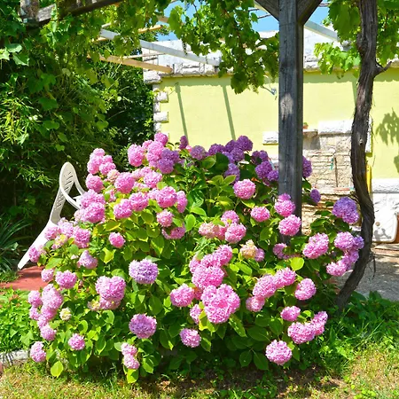 Apartment Predrag 498